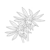 Felicia Filifolia wildflower illustration by Emma-Kate Acton for Botanica Jewellery