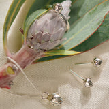King Protea Pod Studs - Sterling Silver