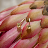 King Protea Pod Studs - 9ct Yellow Gold