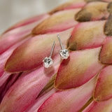 King Protea Pod Studs - Sterling Silver