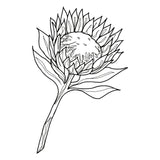 King Protea wildflower illustration by Emma-Kate Acton for Botanica Jewellery