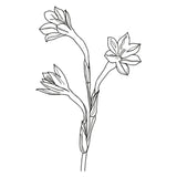 Watsonia wildflower illustration by Emma-Kate Acton for Botanica Jewellery